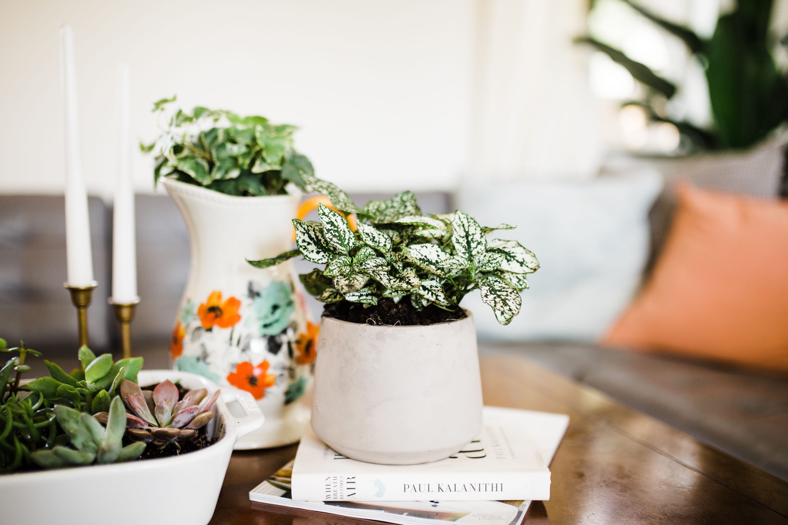 10 Indoor Plants & Planters