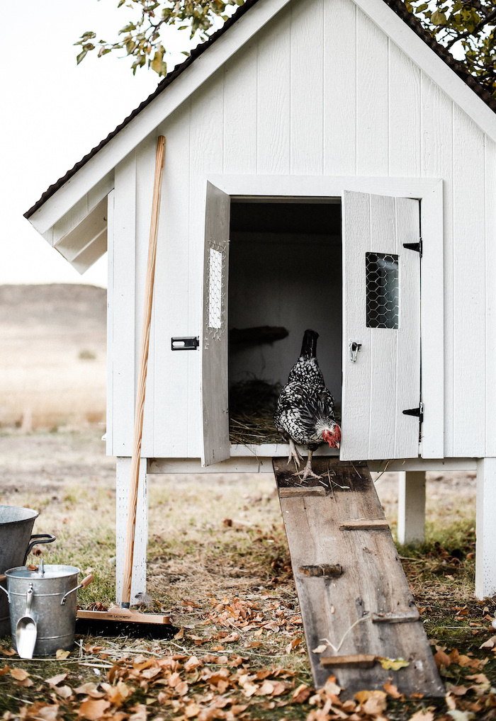 Everything You Ever Wanted to Know about Keeping Backyard Chickens