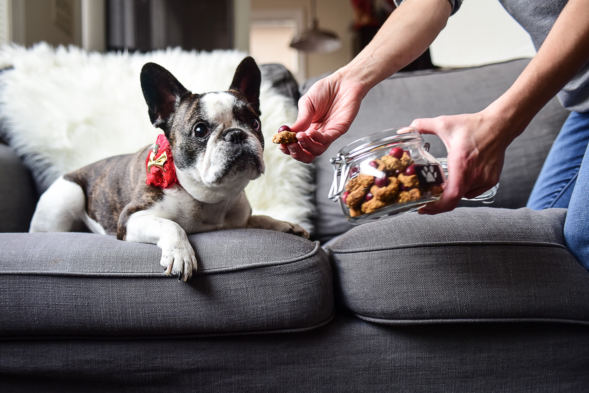 Homemade Howl-iday Treats for Furry Family Members