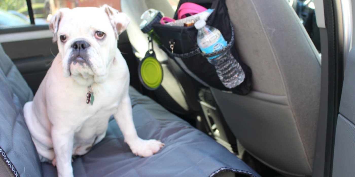 Traveling with Fido: Tips for Traveling with Your Pet