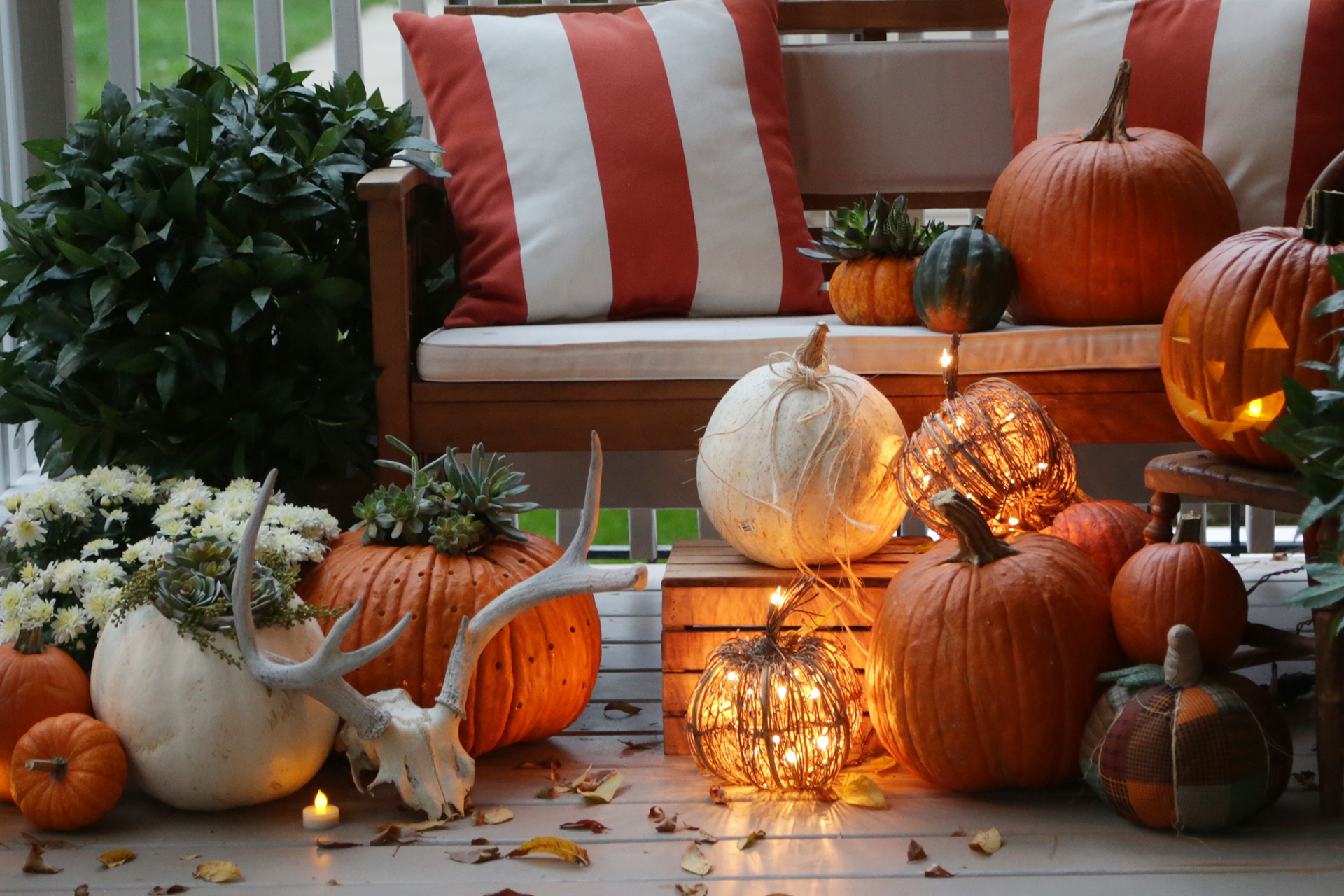 Succulent Topped Pumpkins Are the Fall Décor You Didn’t Know You Needed