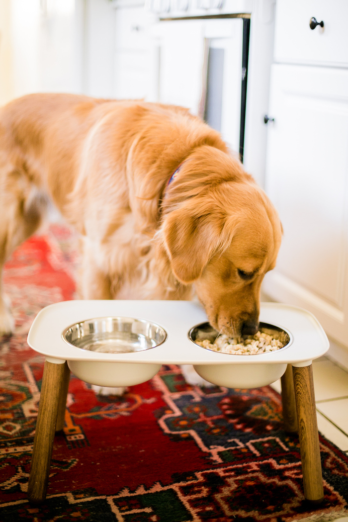 Pyramid Elevated Double Dog Feeder - Extra Large-Black