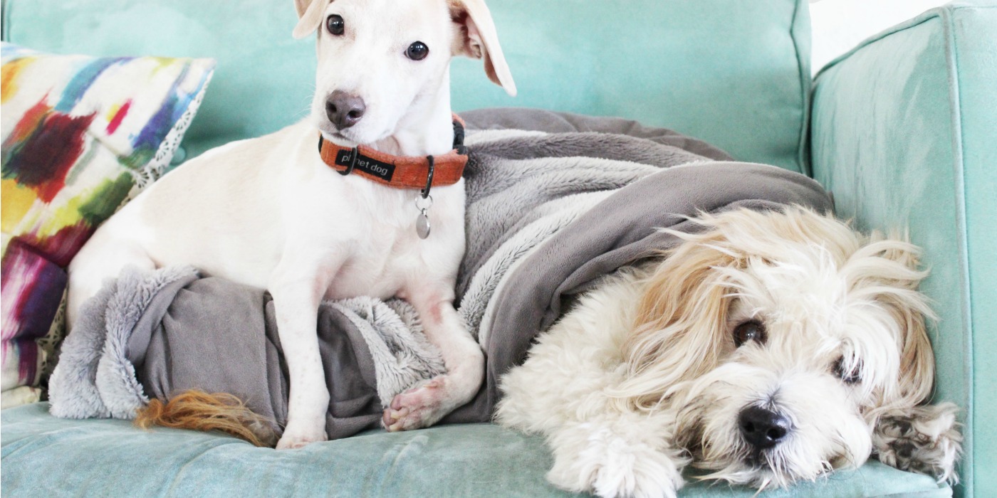 6 Feng Shui Essentials for Happy Pets