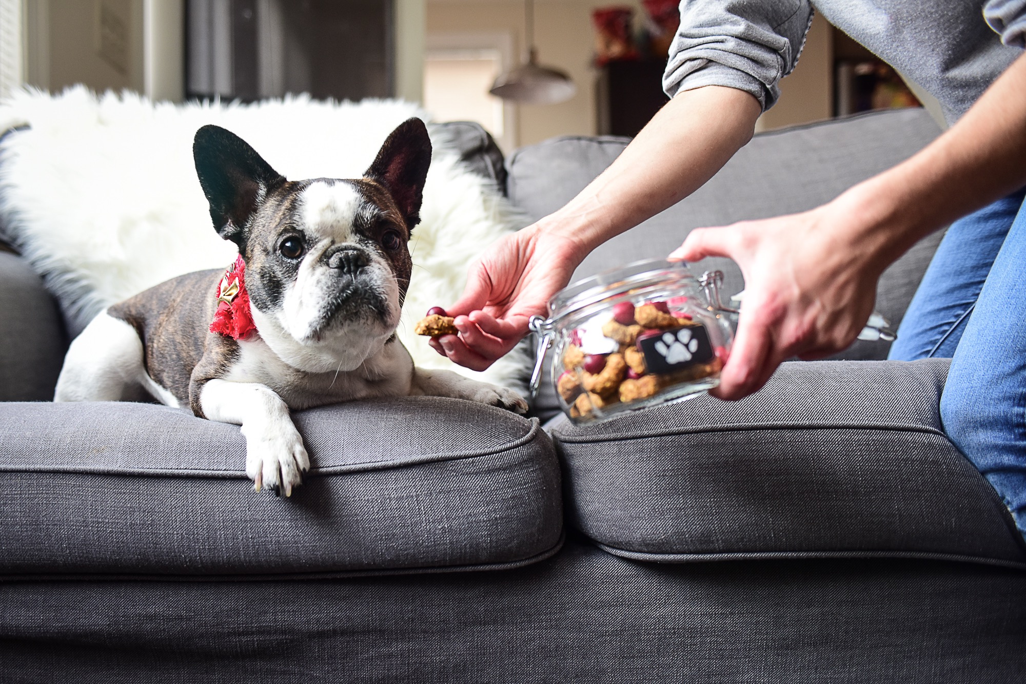 French shop bulldog snacks