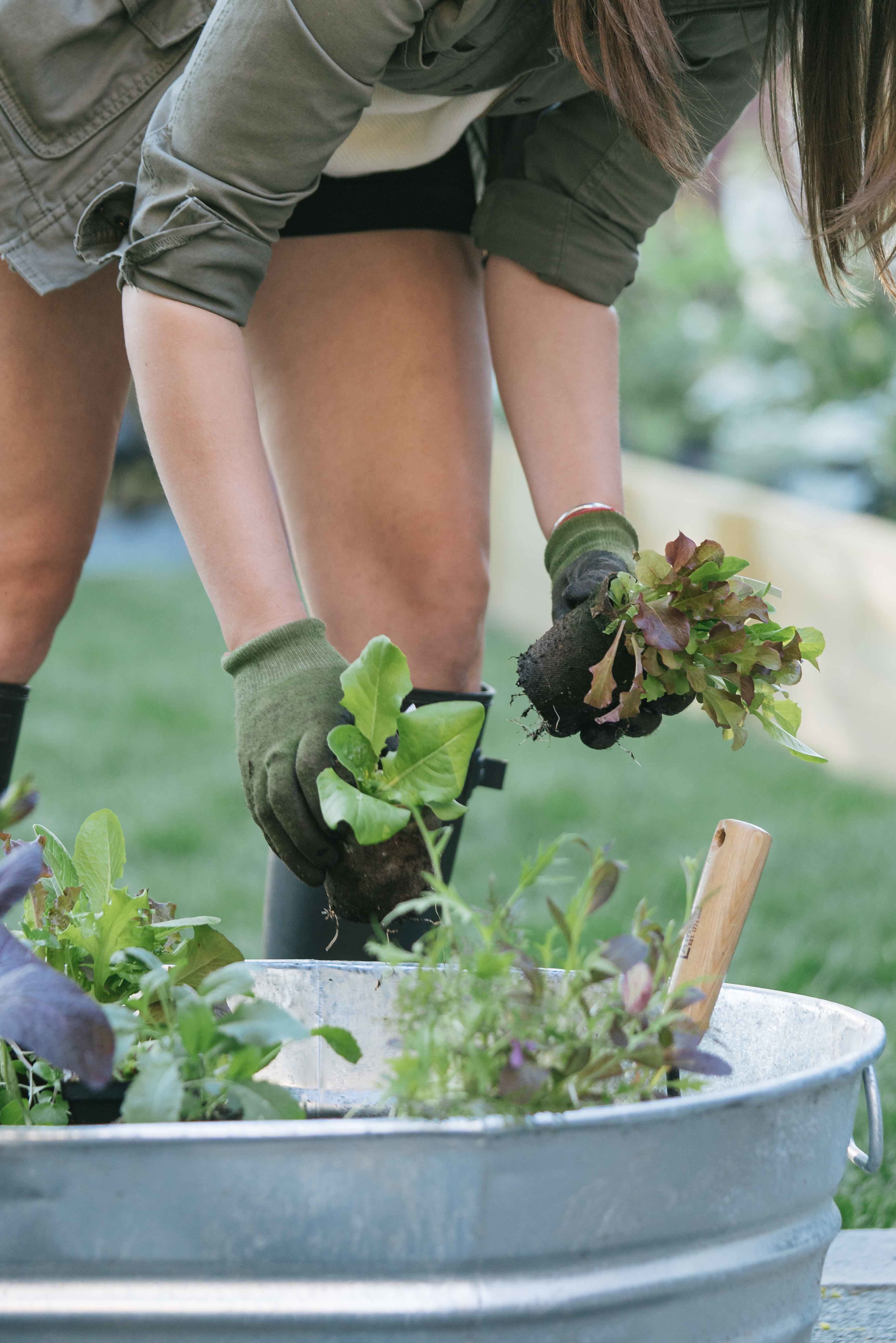 8 Cute Container Salad Gardens So You Can Grow Greens Anywhere